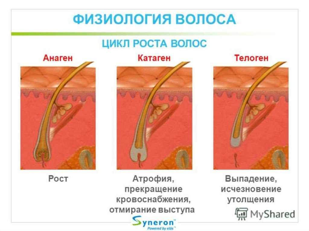 Фазы роста волос на теле и влияние шугаринга на них | sholk