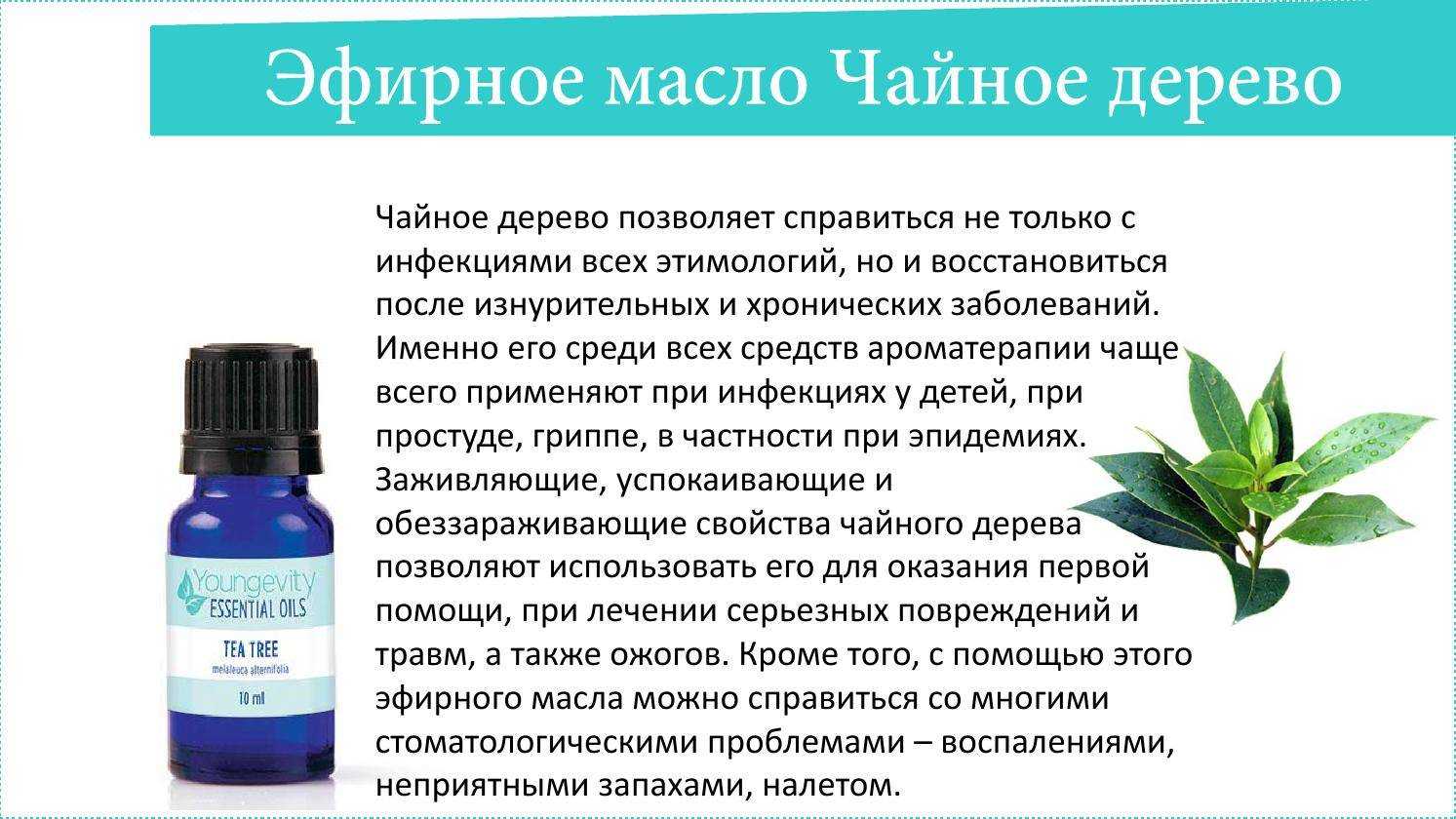 Масло чайного дерева для волос: 7 рецептов и все полезные свойства