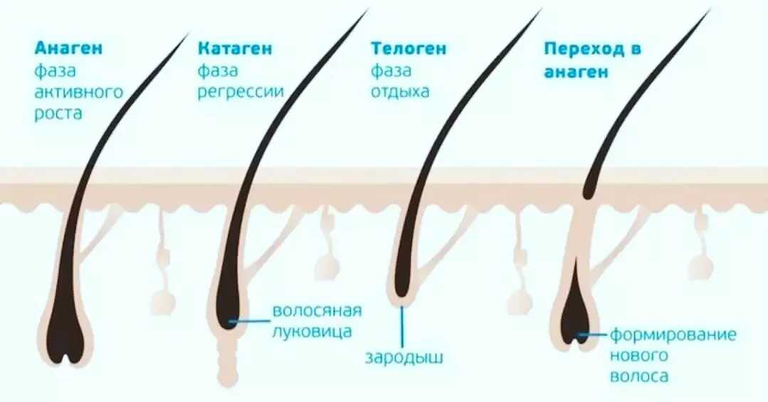 Рост волос. анаген, катаген, телоген