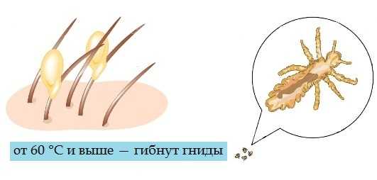 При какой температуре погибают вши и гниды - умирают ли в бане | medded.ru