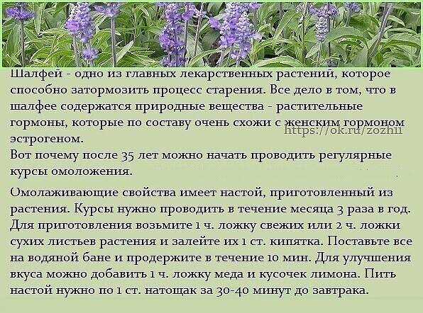 Растительные красители для волос