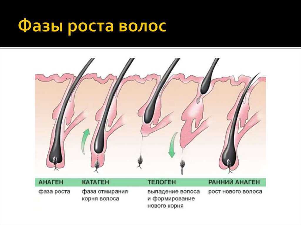Как быстро растут волосы на голове - фазы и скорость роста, факторы влияния
