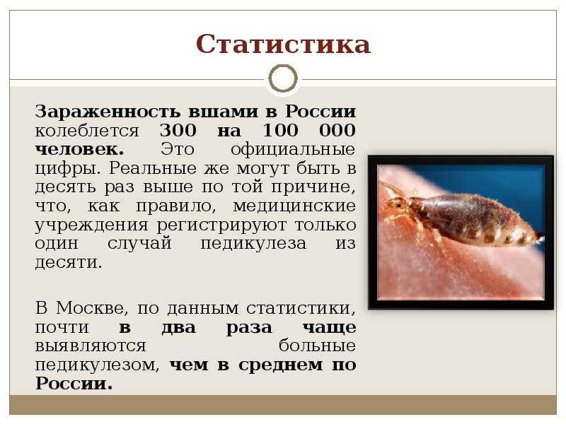 Могут ли вши жить в подушках и на диване, сколько живут и способы уничтожения