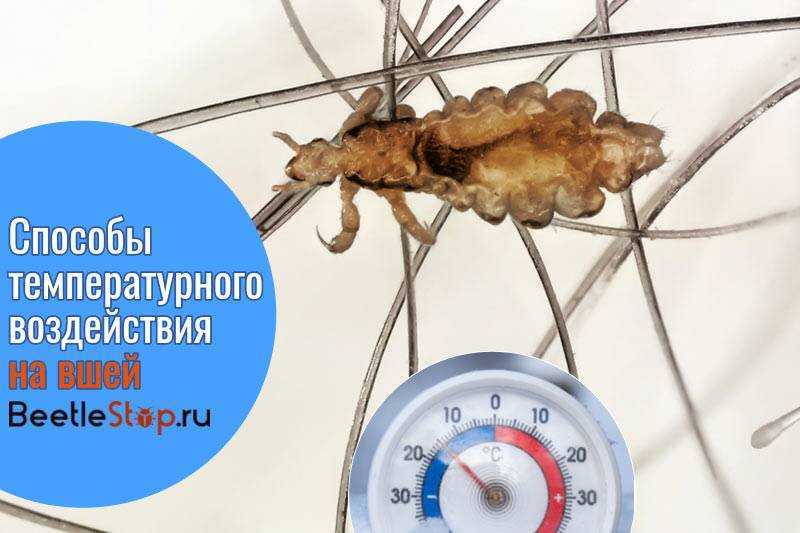 Боятся ли вши и гниды высоких и низких температур