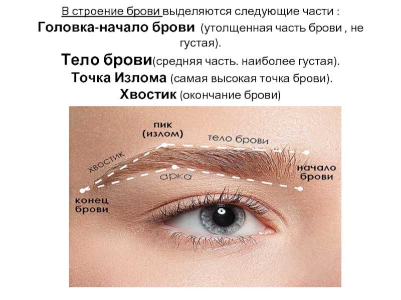 Как быстро отрастить широкие и густые брови в домашних условиях
