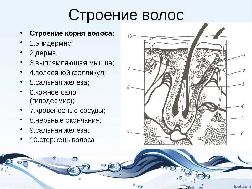 Строение волоса человека. химический состав волос