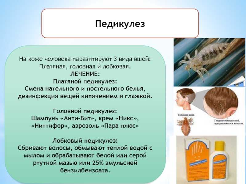 Осторожно — педикулёз! что это такое, откуда берутся паразиты, как выглядят вши и гниды и правила лечения