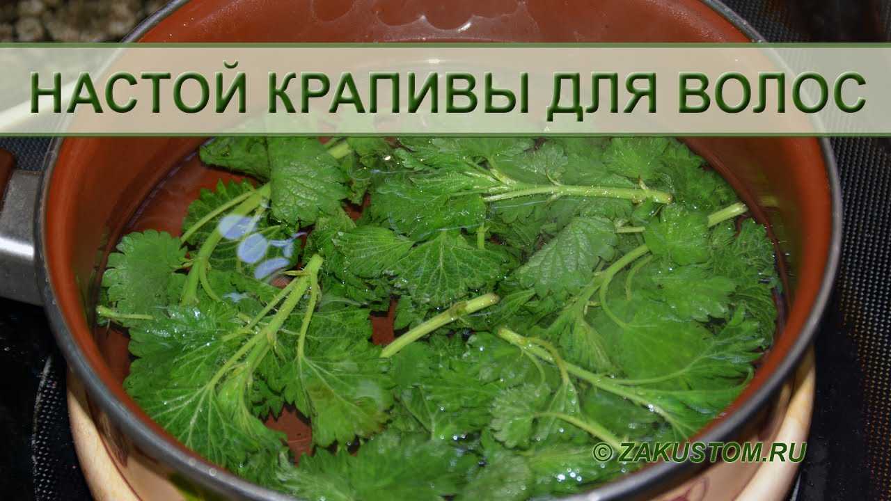 15 рецептов по применению крапивы для волос (свежее и сухое растение), настои, отвары, маски
