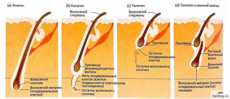 Растут волосы на животе при беременности | уроки для мам
