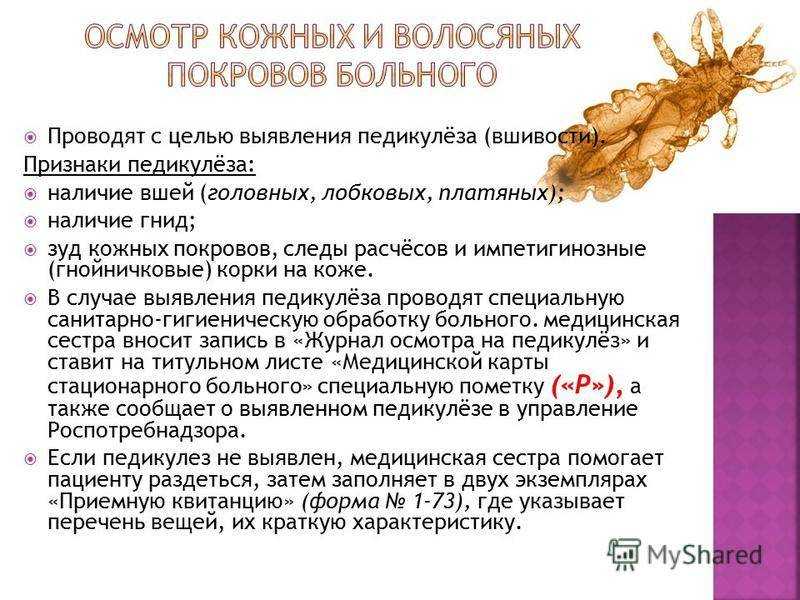 Сколько живут головные вши и их гниды вне головы: живут ли без человека